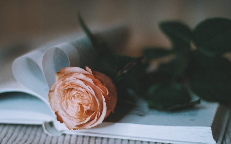 rose-gb61217132_1280